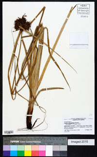 Cyperus planifolius image