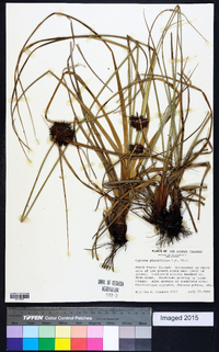 Cyperus planifolius image