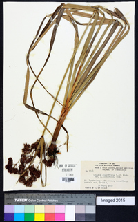 Cyperus planifolius image