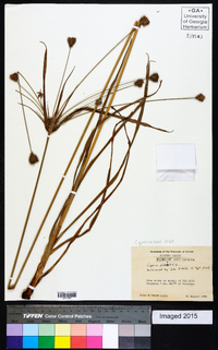 Cyperus plukenetii image