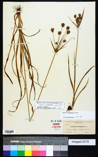 Cyperus plukenetii image