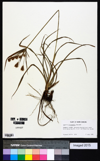 Cyperus plukenetii image