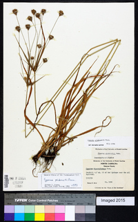 Cyperus plukenetii image