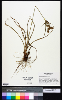 Cyperus plukenetii image