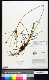 Cyperus plukenetii image