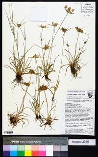 Cyperus polystachyos image