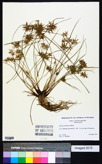 Cyperus polystachyos image