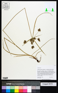 Cyperus polystachyos image