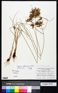 Cyperus polystachyos image