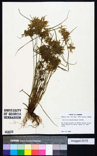 Cyperus polystachyos image