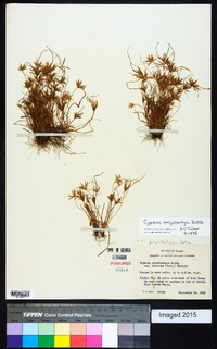 Cyperus polystachyos image