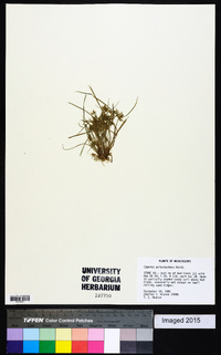 Cyperus polystachyos image