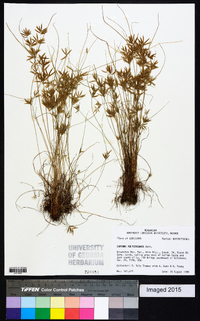 Cyperus polystachyos image