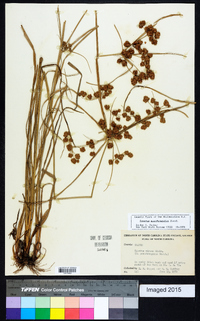 Cyperus pseudovegetus image