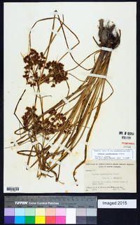 Cyperus pseudovegetus image