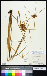 Cyperus pseudovegetus image