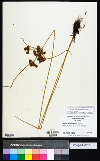 Cyperus pseudovegetus image