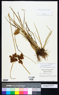 Cyperus pseudovegetus image