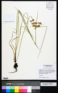 Cyperus pseudovegetus image