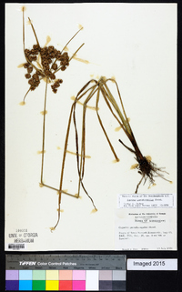 Cyperus pseudovegetus image