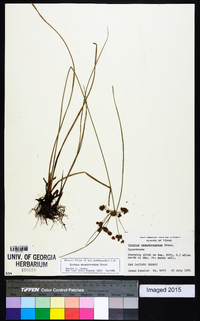 Cyperus pseudovegetus image