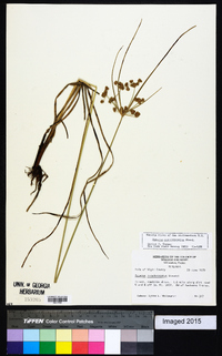 Cyperus pseudovegetus image