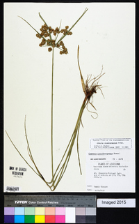 Cyperus pseudovegetus image