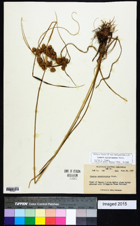 Cyperus pseudovegetus image