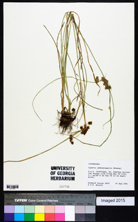 Cyperus pseudovegetus image