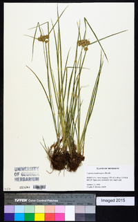 Cyperus pseudovegetus image