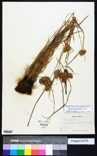 Cyperus pseudovegetus image