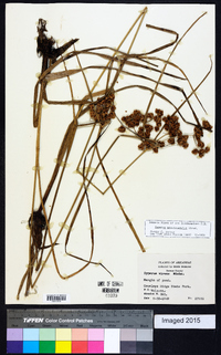 Cyperus pseudovegetus image