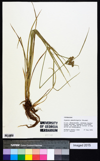 Cyperus pseudovegetus image