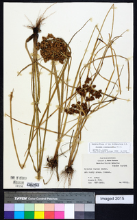 Cyperus pseudovegetus image