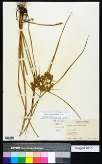 Cyperus pseudovegetus image