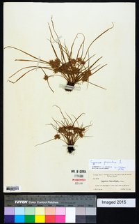 Cyperus pumilus image