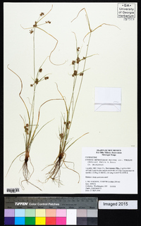 Cyperus retroflexus image