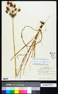 Cyperus retroflexus image