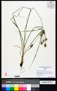 Cyperus retrofractus image