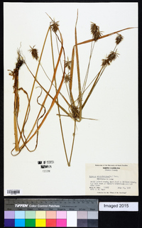 Cyperus retrofractus image