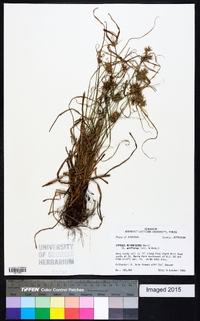 Cyperus retroflexus image