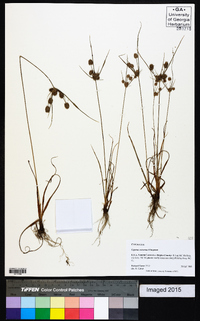 Cyperus retrorsus image