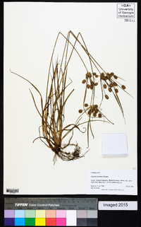 Cyperus retrorsus image