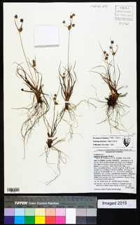 Cyperus retrorsus image