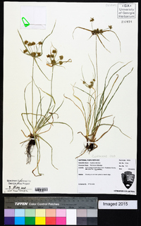 Cyperus retrorsus image