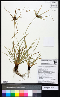 Cyperus retrorsus image