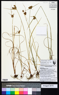 Cyperus retrorsus image