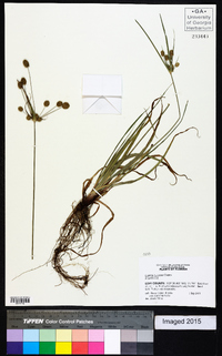 Cyperus retrorsus image