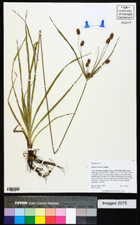 Cyperus retrorsus image