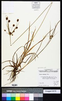 Cyperus retrorsus image